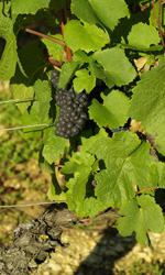 Grappe de Pinot noir © Multimédia & Tourisme