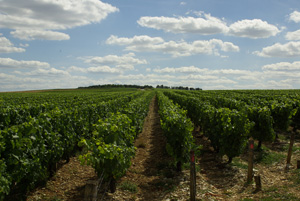 Vignes du Chablisien © 